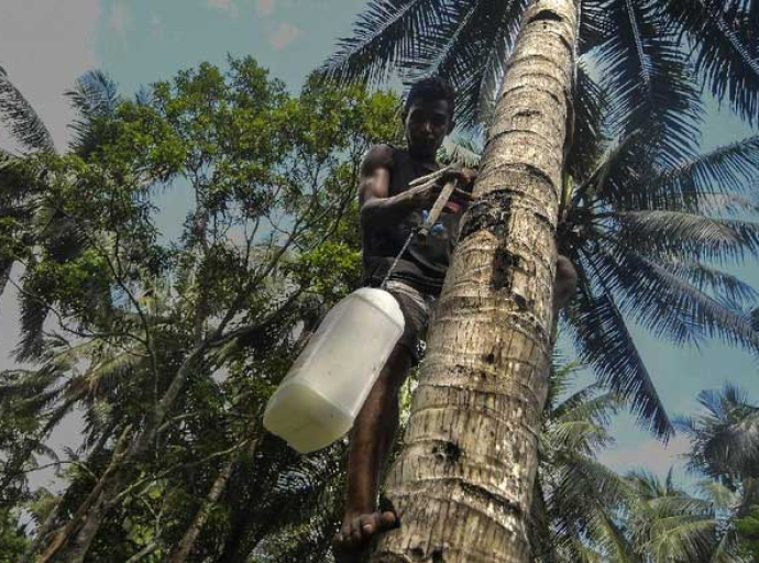Sopi Minuman Beralkohol Khas Maluku Lekat dengan Acara Adat
